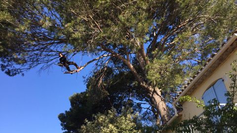 La taille de formation sur les jeunes arbres permet de limiter les interventions lourdes sur les sujets âgés, plus complexes. ©Pascal Fayolle